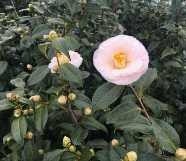 Camellia x April Blush