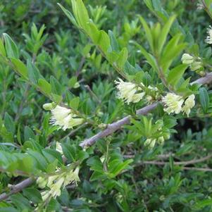 Lonicera pileata 