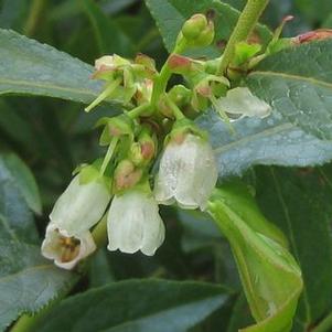 Vaccinium angustifolium 