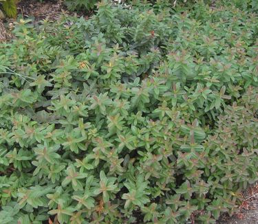 Hypericum calycinum (at Scott Arb)