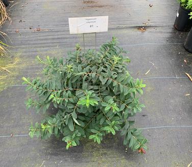 Hypericum calycinum - Aaronsbeard St. Johnswort 