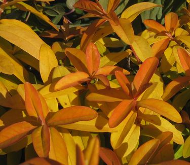 Hypericum calycinum Brigadoon (fall color)