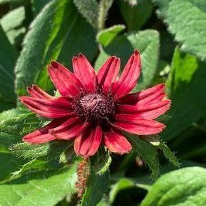 Rudbeckia hirta Cherry Brandy