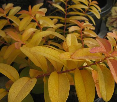 Hypericum calycinum Brigadoon (fall color)