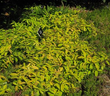 Hypericum calycinum Brigadoon - St. Johnswort (Scott Arb)