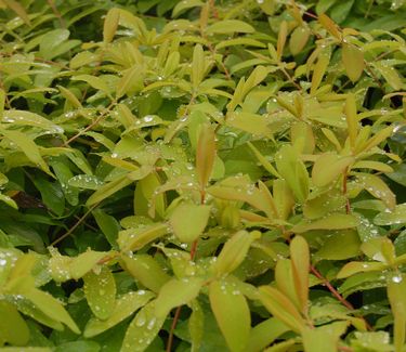 Hypericum calycinum 'Brigadoon'