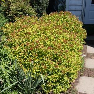 Spiraea japonica Magic Carpet™