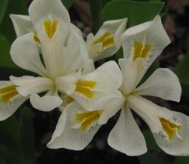 Iris cristata Alba - White Dwarf Crested Iris
