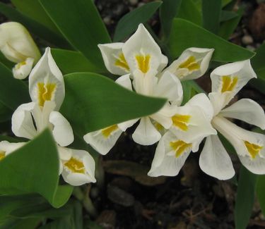 Iris cristata Alba - White Dwarf Crested Iris