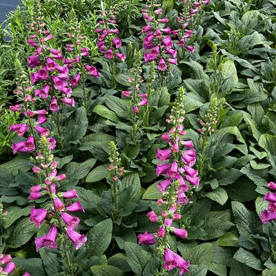 Digitalis purpurea Camelot Rose