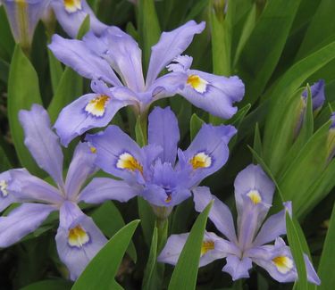 Iris cristata - Dwarf Crested Iris