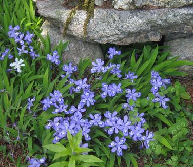 Iris cristata