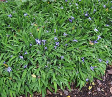 Iris cristata @ Mt Cuba