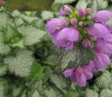 Lamium maculatum Orchid Frost - Spotted Nettle 