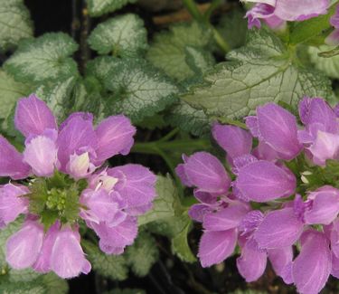 Lamium maculatum 'Orchid Frost' - Spotted Nettle 