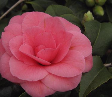 Camellia x April Rose