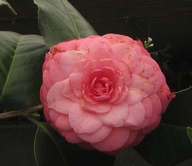 Camellia x April Rose