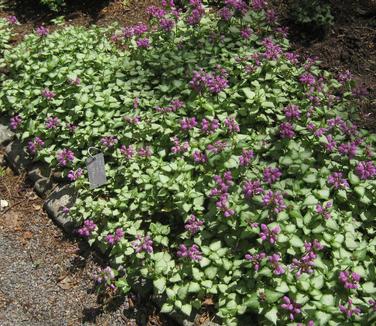 Lamium maculatum Purple Dragon (@ Cornell)