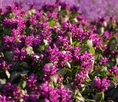 Lamium maculatum Purple Dragon - Spotted Nettle