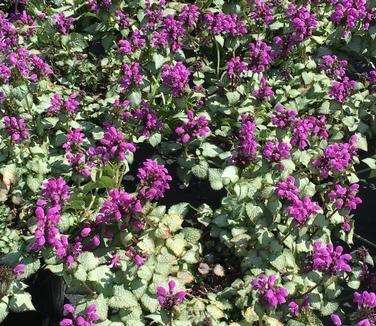 Lamium maculatum Purple Dragon