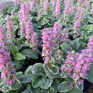 Ajuga reptans Pink Lightning