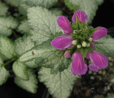 Lamium maculatum 'Purple Dragon' - Spotted Nettle