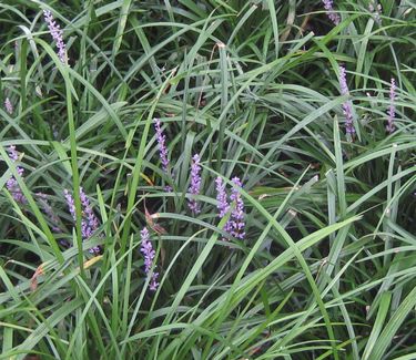 Liriope muscari 'Big Blue' - Lily-turf 