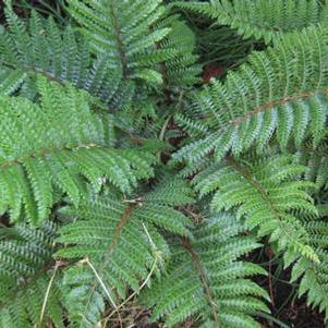 Polystichum polyblepharum 