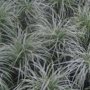 Carex oshimensis Everest