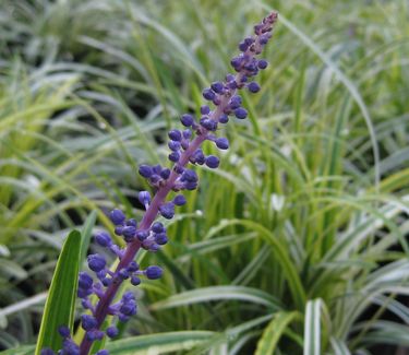 Liriope muscari Variegata