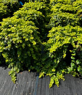 Lysimachia nummularia 'Aurea' - Golden Creeping Jenny from Pleasant Run Nursery