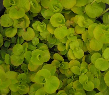 Lysimachia nummularia Aurea - Golden Creeping Jenny