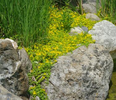 Lysimachia nummularia Aurea - Golden Creeping Jenny