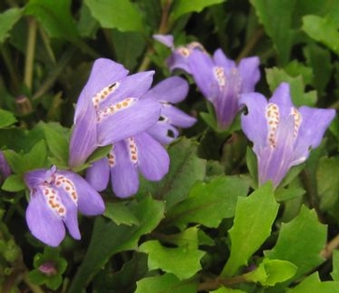 Mazus reptans