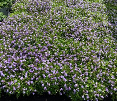 Mazus reptans - Creeping Mazus 