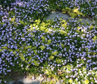 Mazus reptans - Creeping Mazus