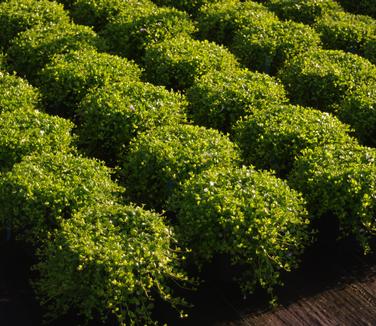 Mazus reptans - Creeping Mazus