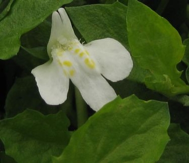 Mazus reptans Alba