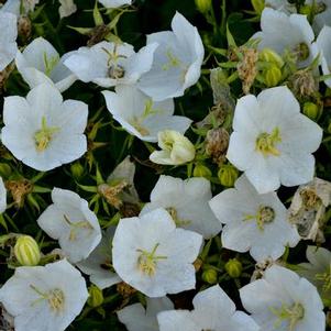 Campanula carpatica Rapido White