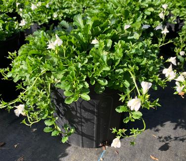 Mazus reptans 'Alba' - White Creeping Mazus from Pleasant Run Nursery