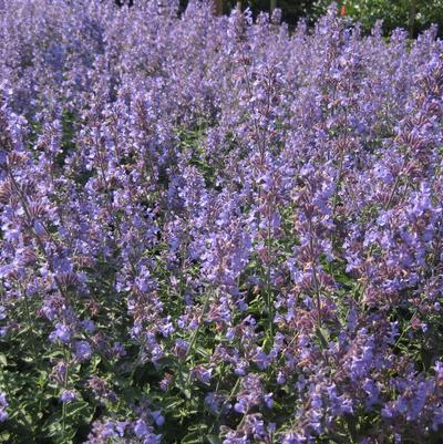 Nepeta x faassenii Walker's Low