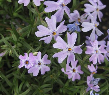 Phlox subulata Emerald Blue - Creeping Phlox