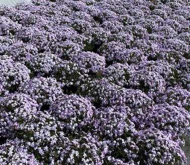 Phlox subulata Emerald Blue 