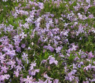 Phlox subulata Emerald Blue - Creeping Phlox