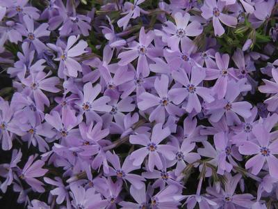 Phlox subulata Emerald Blue