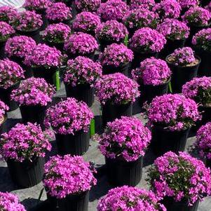 Phlox subulata Emerald Pink