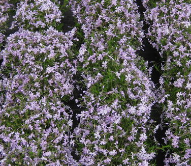 Phlox subulata Emerald Blue - Creeping Phlox