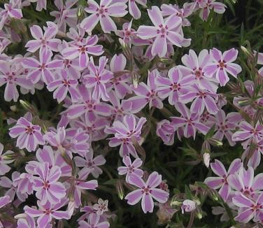 Phlox subulata Candy Stripe - Creeping Phlox