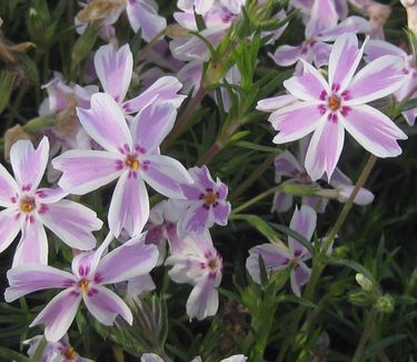 Phlox subulata Candy Stripe