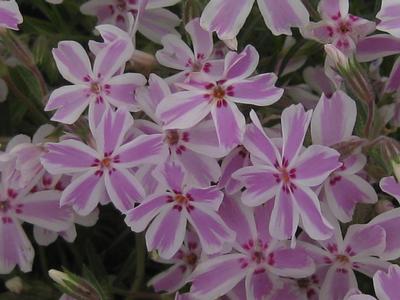 Phlox subulata 'Candy Stripe' 